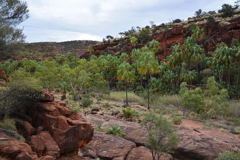 Palm Valley And Hermannsburg 1 Day 4WD Tour - Attractions 0