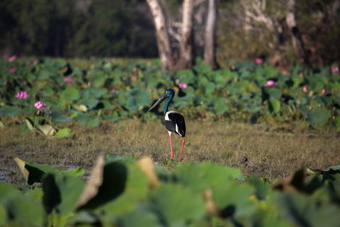 4:30pm Safari Cruise (1.5 Hours) - Attractions 0
