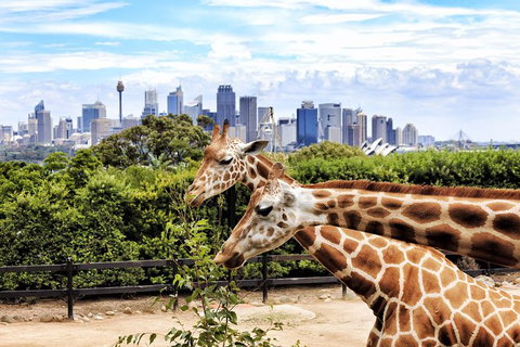 Go Sydney Explorer Pass With Hop-on Hop-Off Bus, Taronga Zoo And More - See Attractions 5