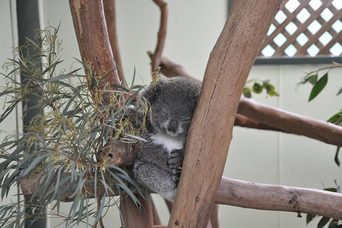 All-Inclusive Blue Mountains Tour In A Luxury Mercedes Sprinter - See Attractions 18