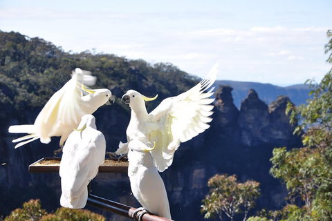 All-Inclusive Blue Mountains Tour In A Luxury Mercedes Sprinter - See Attractions 4
