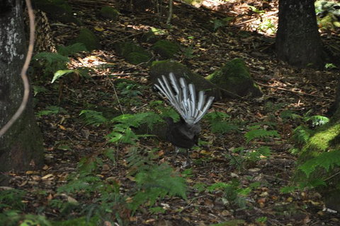 All-Inclusive Blue Mountains Tour In A Luxury Mercedes Sprinter - See Attractions 5