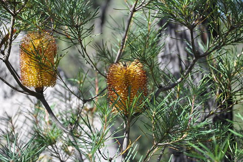 All-Inclusive Blue Mountains Tour In A Luxury Mercedes Sprinter - See Attractions 12