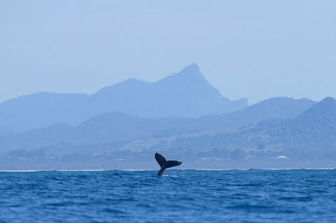 The Byron Bay Sea Kayak Tour - Attractions 10