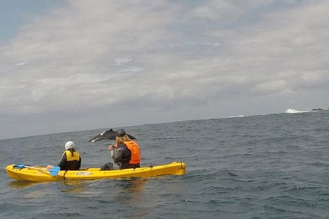 The Byron Bay Sea Kayak Tour - Attractions 6