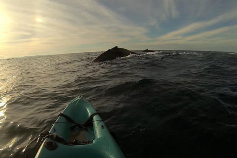 The Byron Bay Sea Kayak Tour - Attractions 3