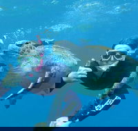 3-Hour Sea Turtle Snorkeling Experience in Byron Bay - Attractions