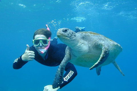 3-Hour Sea Turtle Snorkeling Experience In Byron Bay - Attractions 0