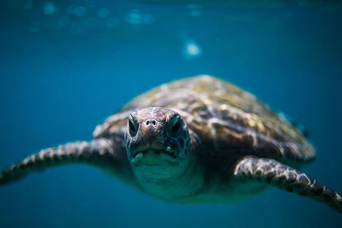 3-Hour Sea Turtle Snorkeling Experience In Byron Bay - Attractions 1