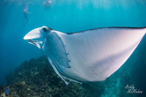 3-Hour Sea Turtle Snorkeling Experience In Byron Bay - Attractions 11