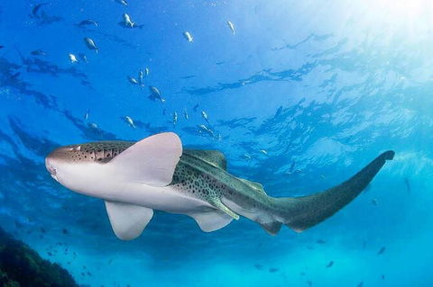 3-Hour Sea Turtle Snorkeling Experience In Byron Bay - Attractions 3