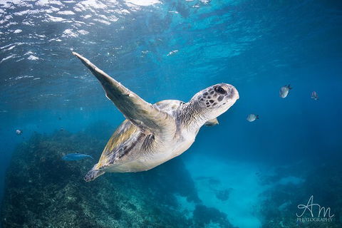 3-Hour Sea Turtle Snorkeling Experience In Byron Bay - Attractions 6