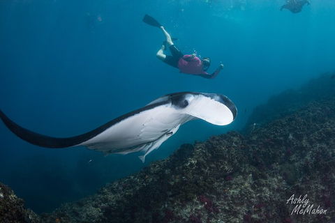 3-Hour Sea Turtle Snorkeling Experience In Byron Bay - Attractions 10