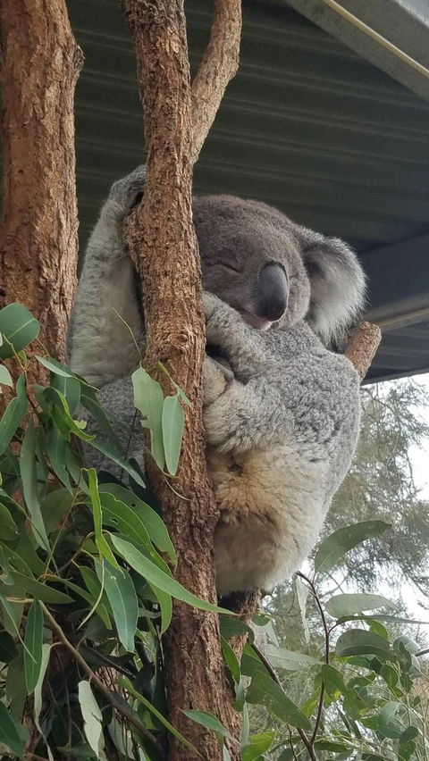 Sydney Taronga Zoo\'s Australian Animals Tour - Attractions 5