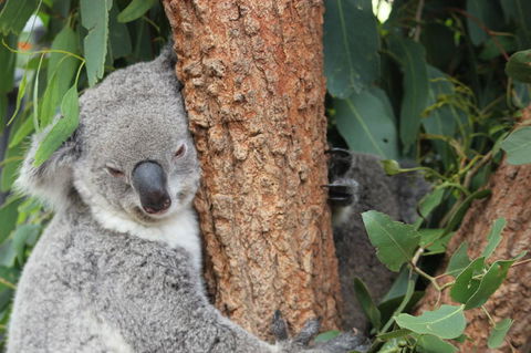 Sydney Taronga Zoo\'s Australian Animals Tour - Attractions 2
