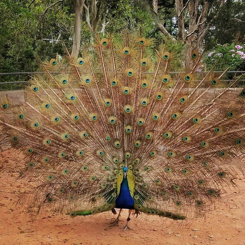 Sydney Taronga Zoo\'s Australian Animals Tour - Attractions 6