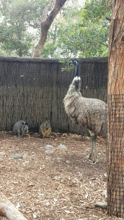 Sydney Taronga Zoo\'s Australian Animals Tour - Attractions 3