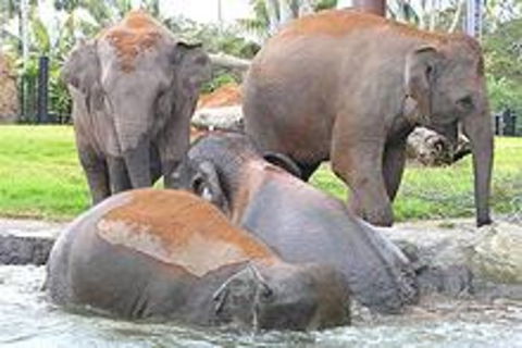 Sydney Taronga Zoo\'s Australian Animals Tour - Attractions 1