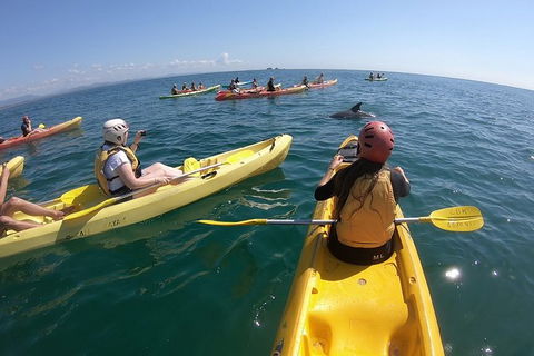 Kayaking With Dolphins In Byron Bay Guided Tour - Attractions 13