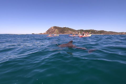 Kayaking With Dolphins In Byron Bay Guided Tour - Attractions 5