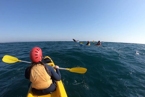 Kayaking With Dolphins In Byron Bay Guided Tour - Attractions 18