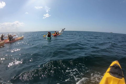 Kayaking With Dolphins In Byron Bay Guided Tour - Attractions 7