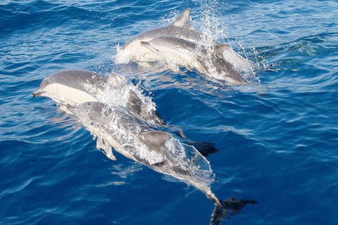 Port Stephens Day Tour From Sydney Including 4WD, Sandboarding And Dolphins - Attractions 0