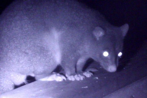 Byron Bay Night Vision Walk - Attractions 1