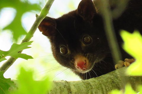 Byron Bay Night Vision Walk - Attractions 4