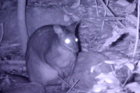 Byron Bay Night Vision Walk - Attractions 5