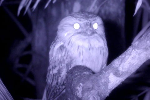 Byron Bay Night Vision Walk - Attractions 6