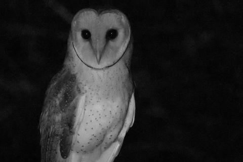 Byron Bay Night Vision Walk - Attractions 7