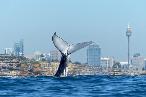 Small-Group Luxury Sydney Whale Watching Cruise - Attractions 0