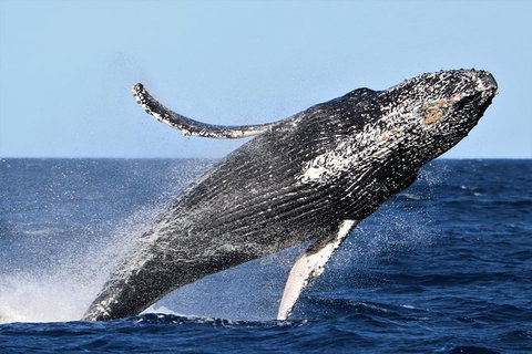 Small-Group Luxury Sydney Whale Watching Cruise - Attractions 6
