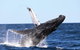 Small-Group Luxury Sydney Whale Watching Cruise - thumb 7