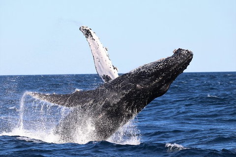 Small-Group Luxury Sydney Whale Watching Cruise - Attractions 7