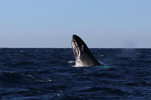 Small-Group Luxury Sydney Whale Watching Cruise - Attractions 9