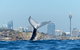 Small-Group Luxury Sydney Whale Watching Cruise - thumb 2