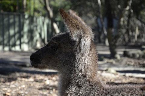 Hunter Valley Wine And Wildlife Tour From Sydney With Walkabout Wildlife Park - Attractions 4