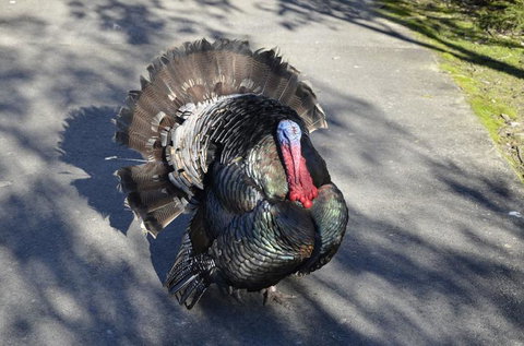 Hunter Valley Wine And Wildlife Tour From Sydney With Walkabout Wildlife Park - Attractions 7