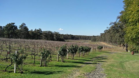 Hunter Valley Wine And Wildlife Tour From Sydney With Walkabout Wildlife Park - Attractions 5