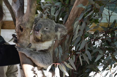 Hunter Valley Wine And Wildlife Tour From Sydney With Walkabout Wildlife Park - Attractions 6