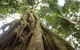 Byron Bay Hinterland Tour Including Rainforest Walk To Minyon Falls - thumb 3