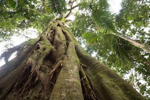 Byron Bay Hinterland Tour Including Rainforest Walk To Minyon Falls - Attractions 3