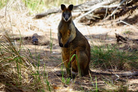 Byron Bay Hinterland Tour Including Rainforest Walk To Minyon Falls - Attractions 16