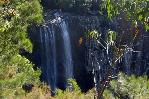 Byron Bay Hinterland Tour Including Rainforest Walk To Minyon Falls - Attractions 1