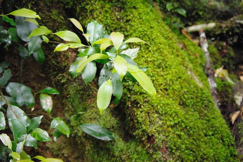 Byron Bay Hinterland Tour Including Rainforest Walk To Minyon Falls - Attractions 19