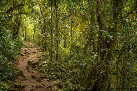 Byron Bay Hinterland Tour Including Rainforest Walk To Minyon Falls - Attractions 11
