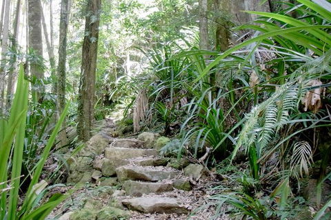 Byron Bay Hinterland Tour Including Rainforest Walk To Minyon Falls - Attractions 5