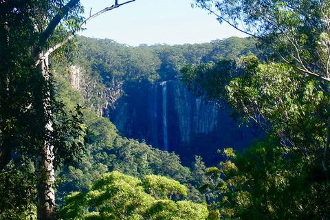 Byron Bay Hinterland Tour Including Rainforest Walk To Minyon Falls - Attractions 17